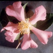 Briar Rose
